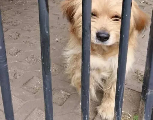 Piesek szuka kochającego domu – Urząd Miasta i Gminy w Sobkowie pomaga w adopcji