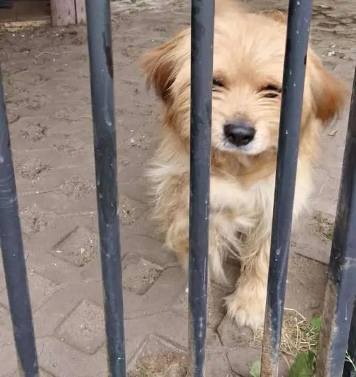 Piesek szuka kochającego domu – Urząd Miasta i Gminy w Sobkowie pomaga w adopcji
