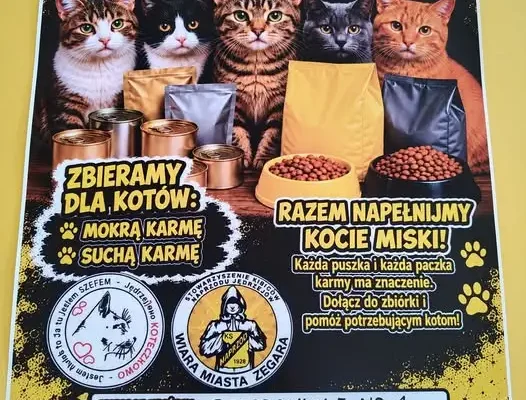 Zbiórka karmy dla kotów w Jędrzejowie – dołącz do pomocy