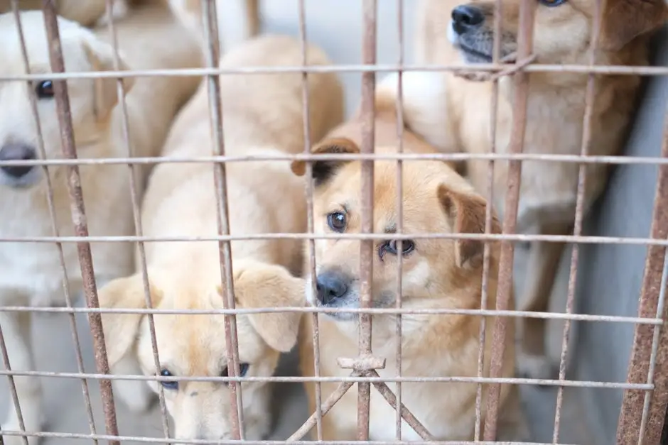 Szczeniaki z Wodzisławia szukają nowych domów – adopcja pod opieką urzędu