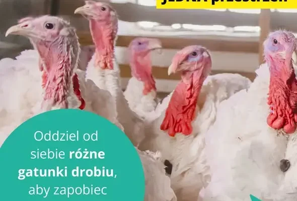 Jędrzejów: Powiatowy Lekarz Weterynarii promuje kampanię #NoBirdFlu