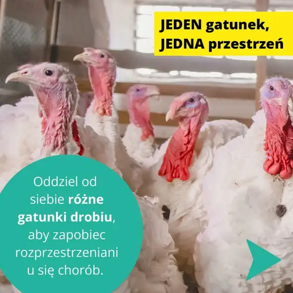 Jędrzejów: Powiatowy Lekarz Weterynarii promuje kampanię #NoBirdFlu